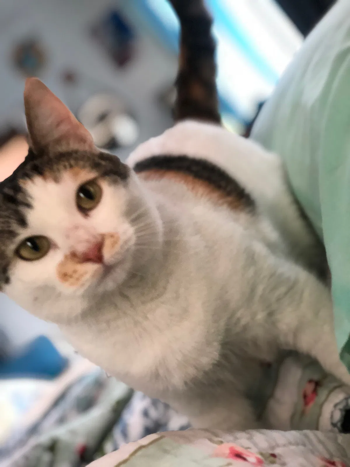 Lost cat in Daytona Beach, FL, 32118