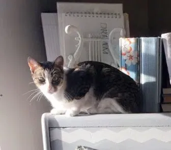Lost cat in Lakeville, MN, 55044