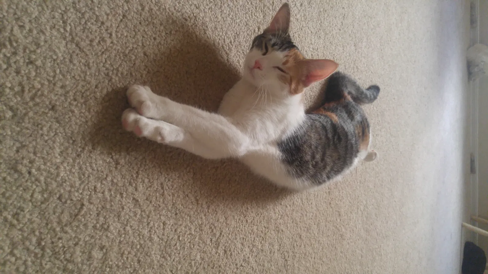 Lost cat in Tucson, AZ, 85745