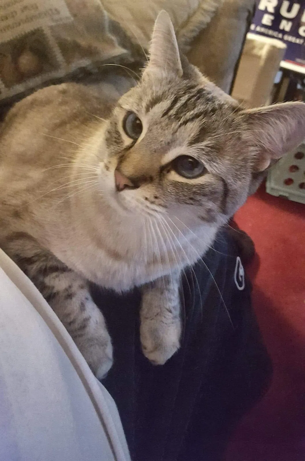 Lost cat in Middletown, NJ, 7748