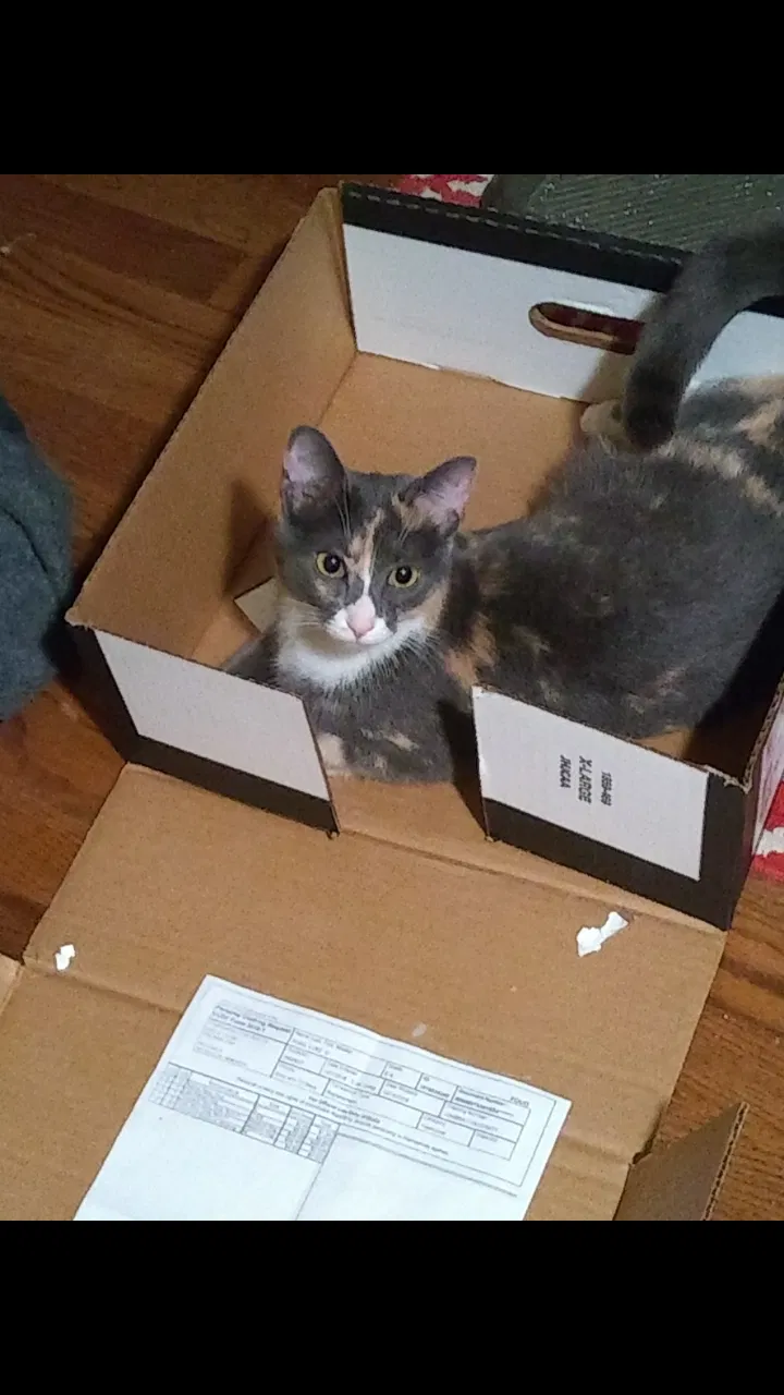 Lost cat in Harrison Township, MI, 48045