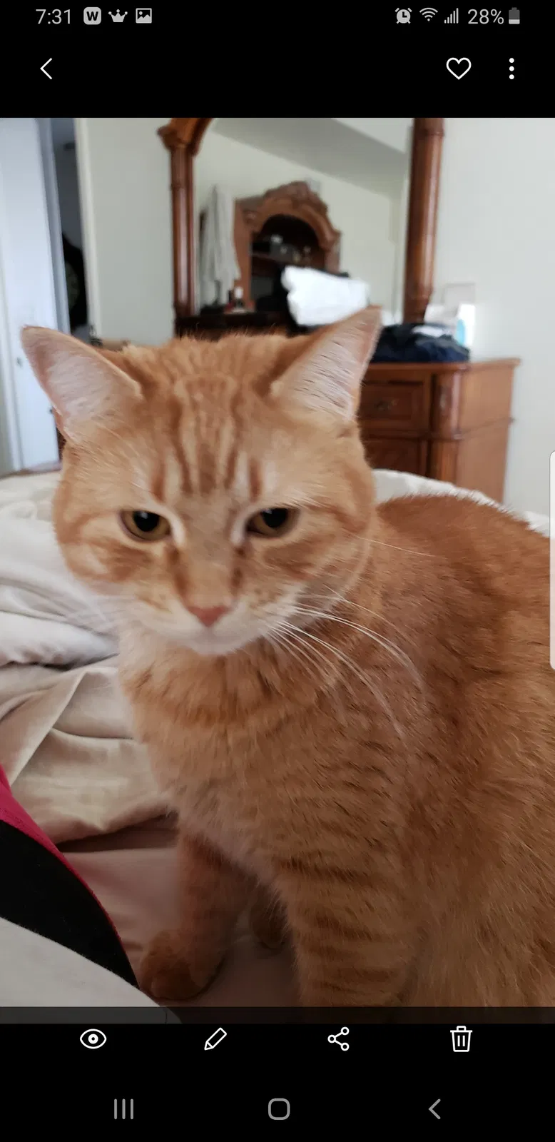 Lost cat in Tulsa, OK, 74134