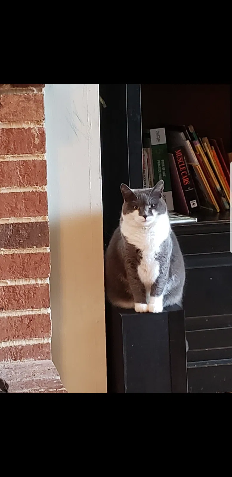 Lost cat in Sherrills Ford, NC, 28673