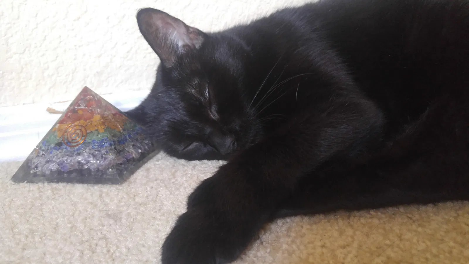 Lost cat in Springfield, OR, 97478