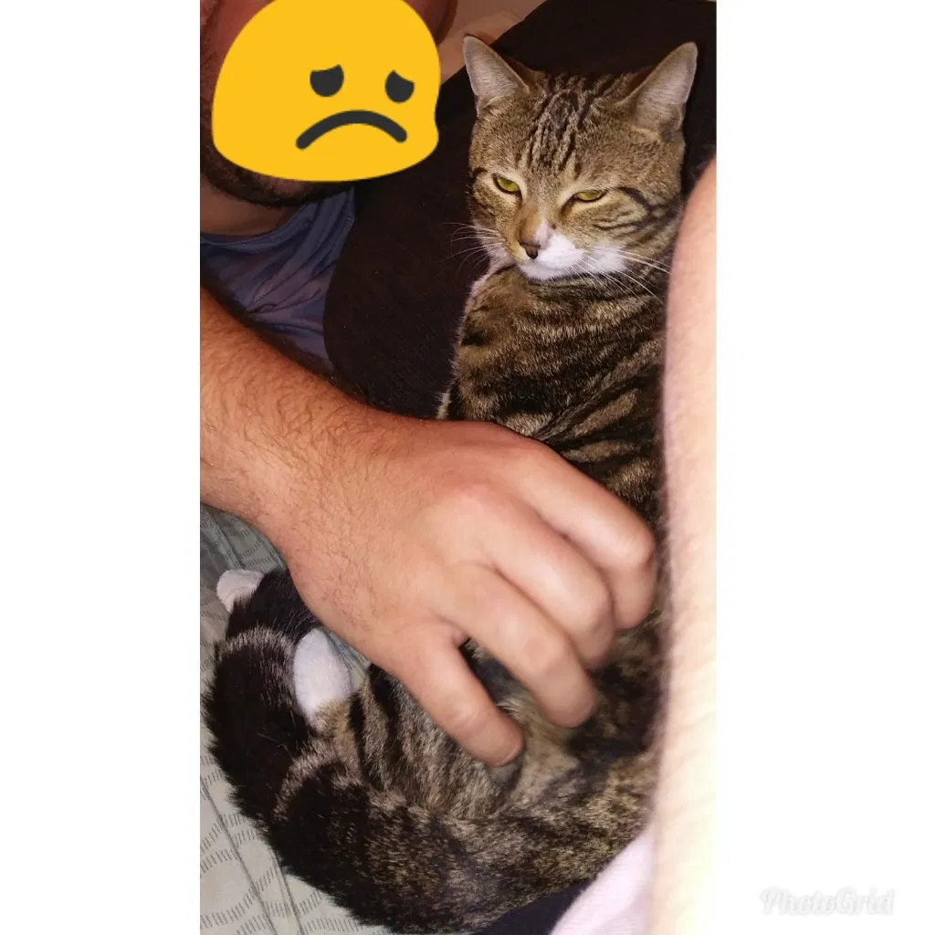 Lost cat in Ocala, FL, 34472