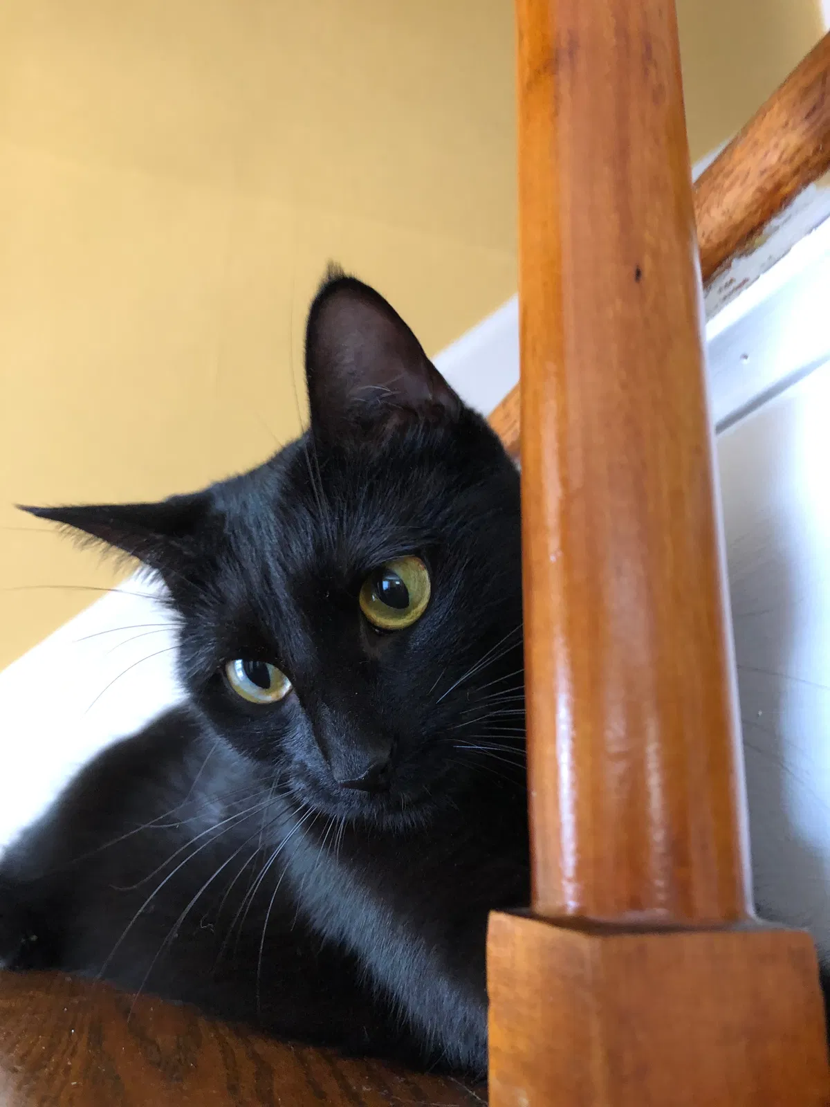 Lost cat in Yonkers, NY, 10704
