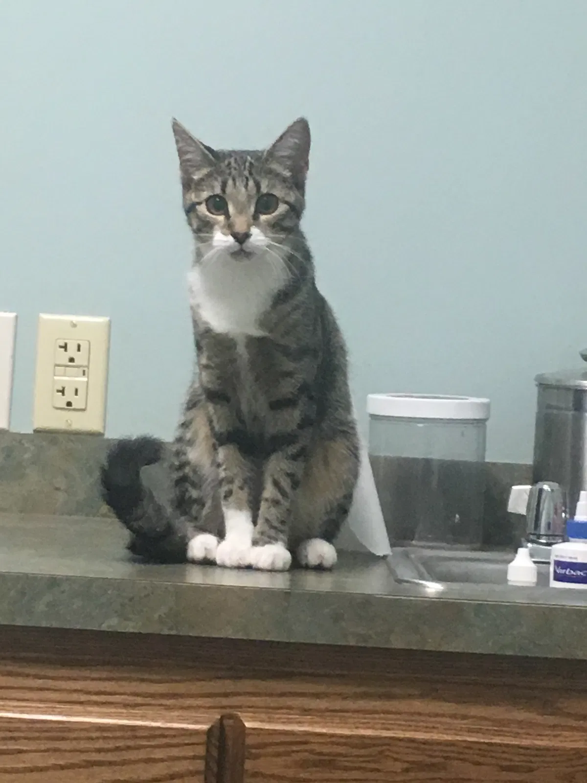 Lost cat in Fayetteville, NC, 28306
