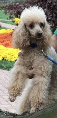 Found dog in Asheville, NC, 28803