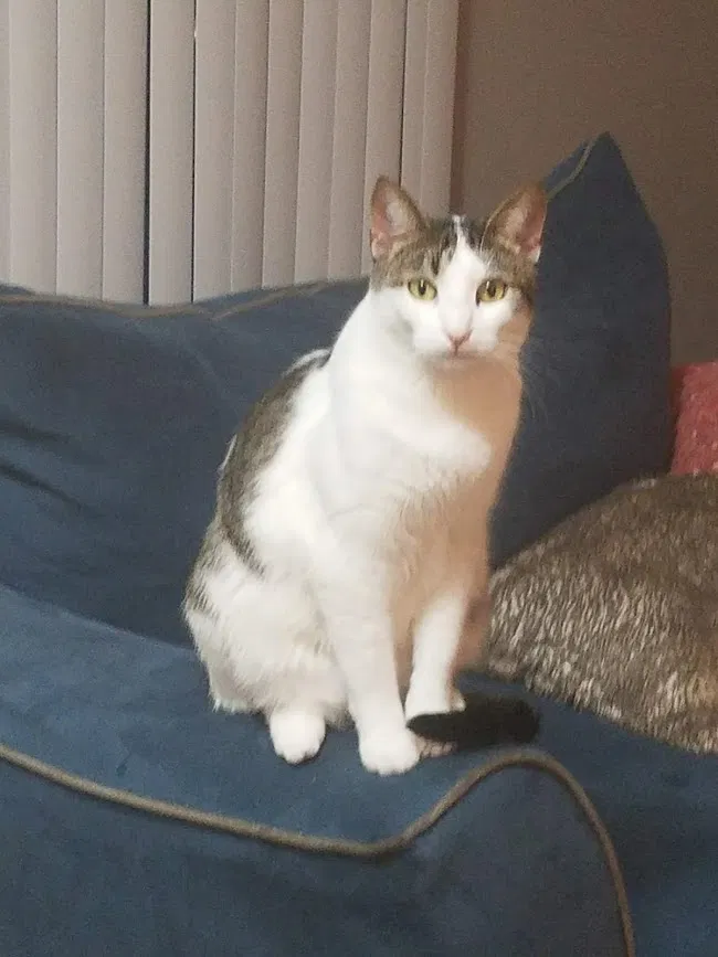 Lost cat in Taylor, MI, 48180