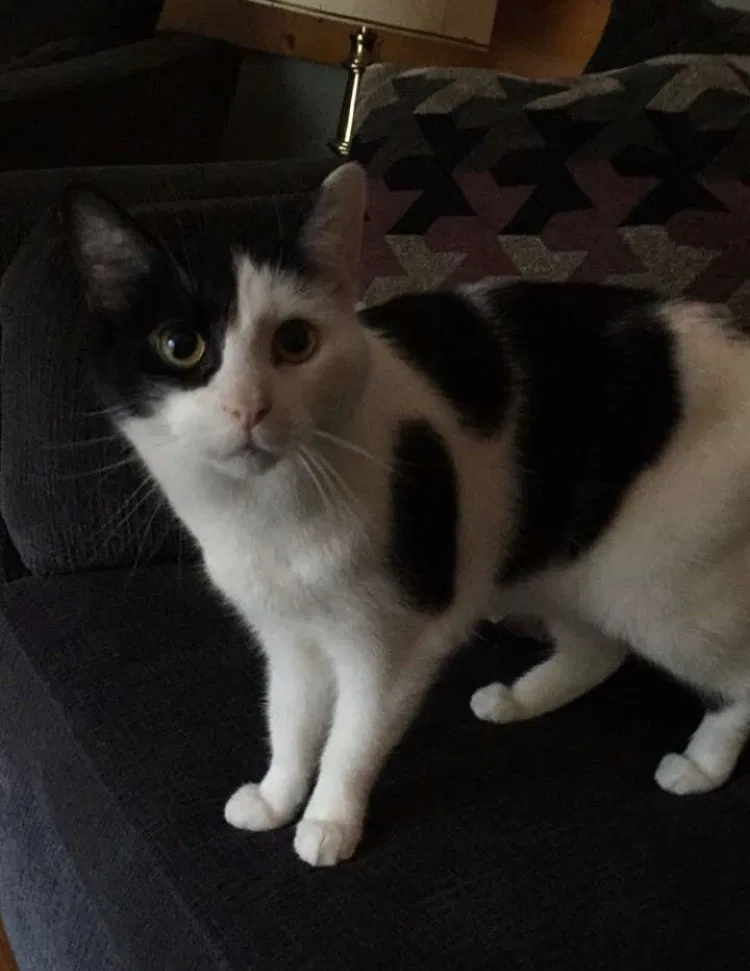 Lost cat in Akron, OH, 44321