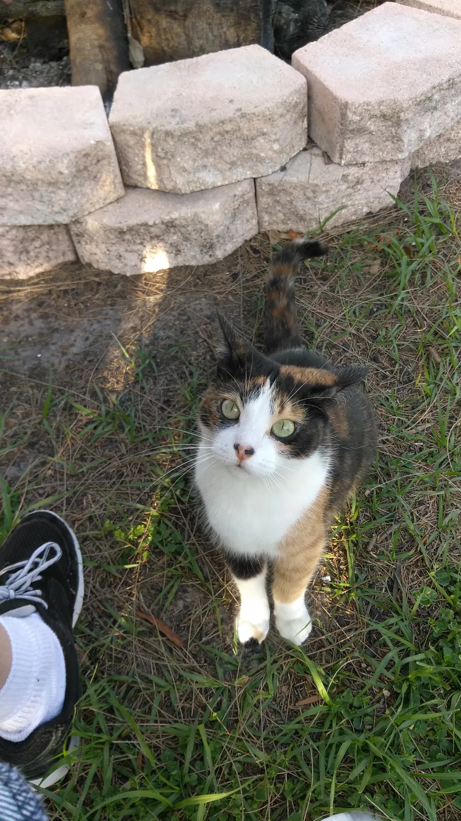 Lost cat in Largo, FL, 33770