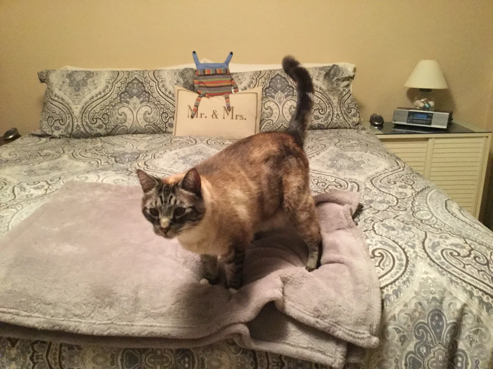 Lost cat in Lynnwood, WA, 98037