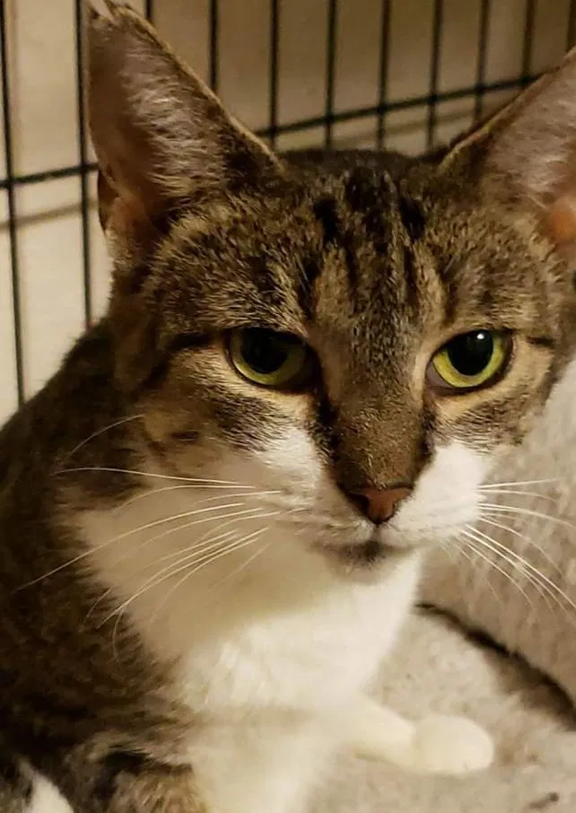 Lost cat in Toledo, OH, 43613