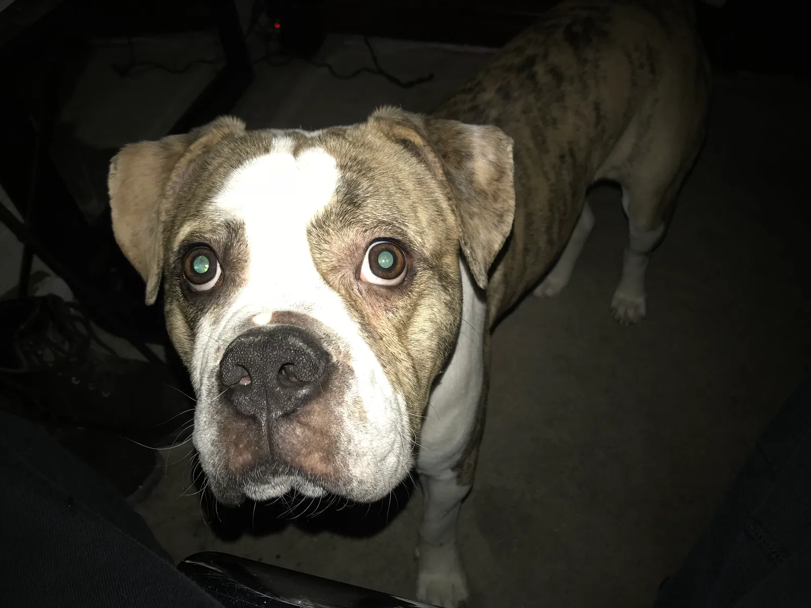 Lost dog in Upper Darby, PA, 19082