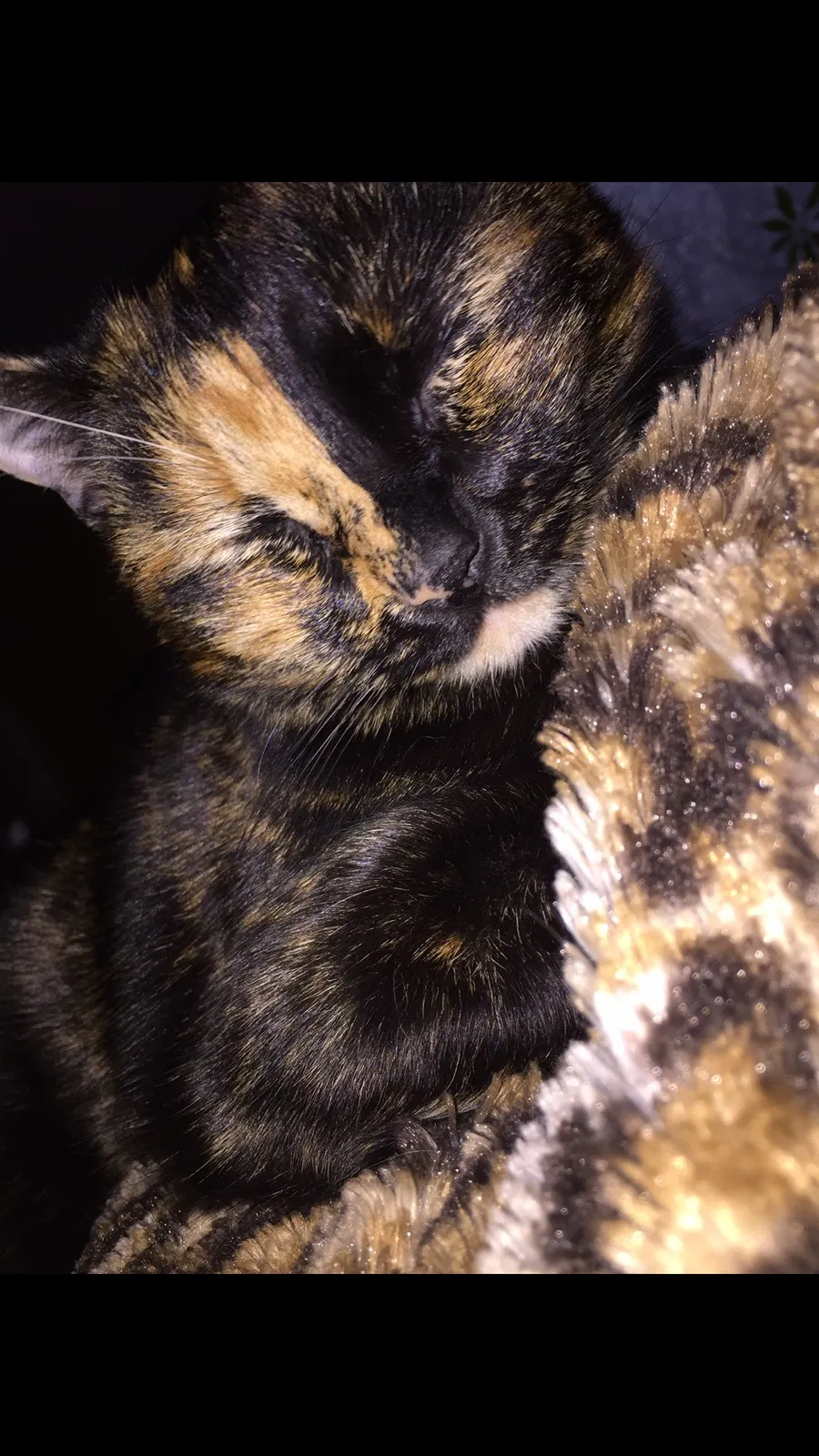 Lost cat in King George, VA, 22485
