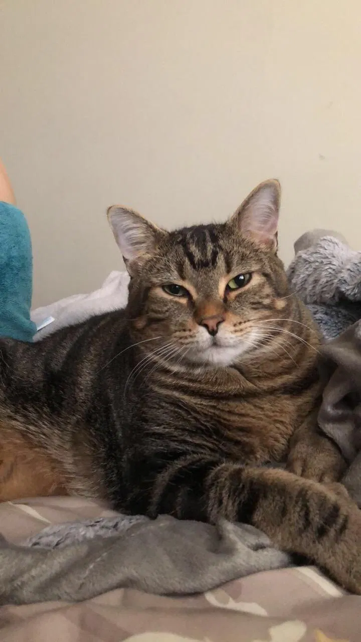 Lost cat in Romeoville, IL, 60446