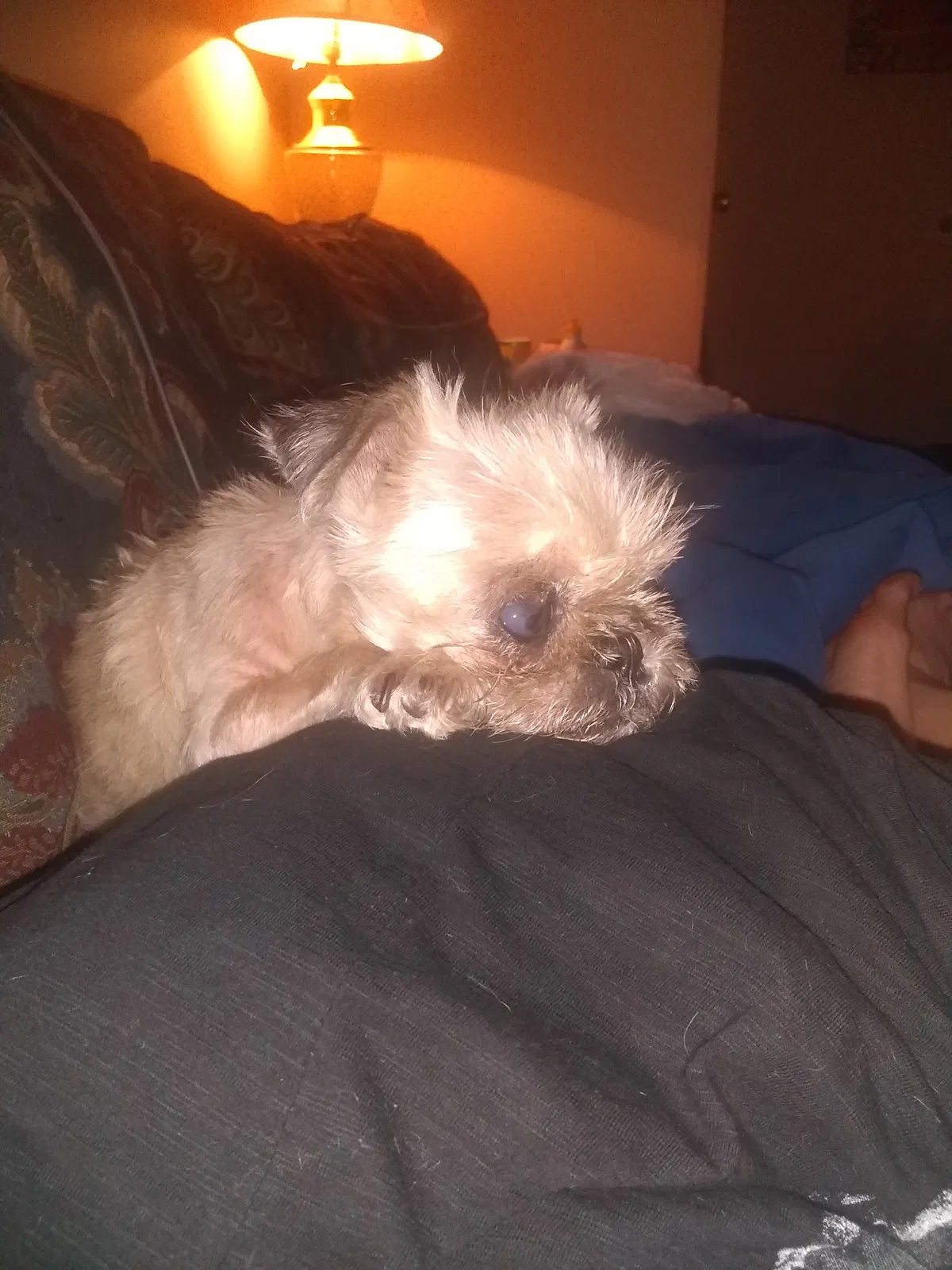 Lost dog in Augusta, GA, 30907