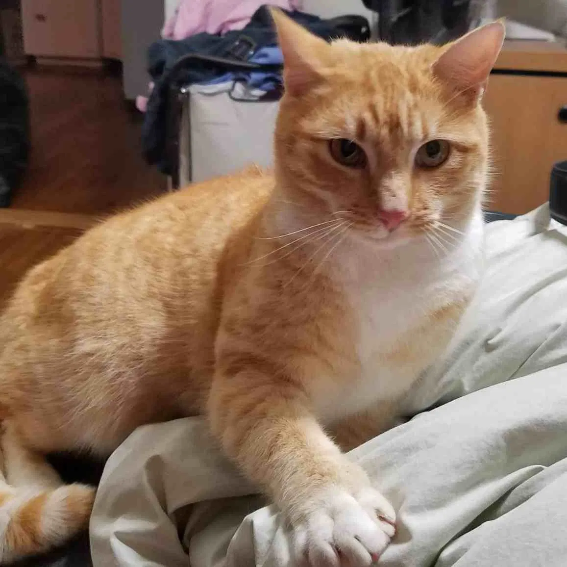 Lost cat in Easley, SC, 29640