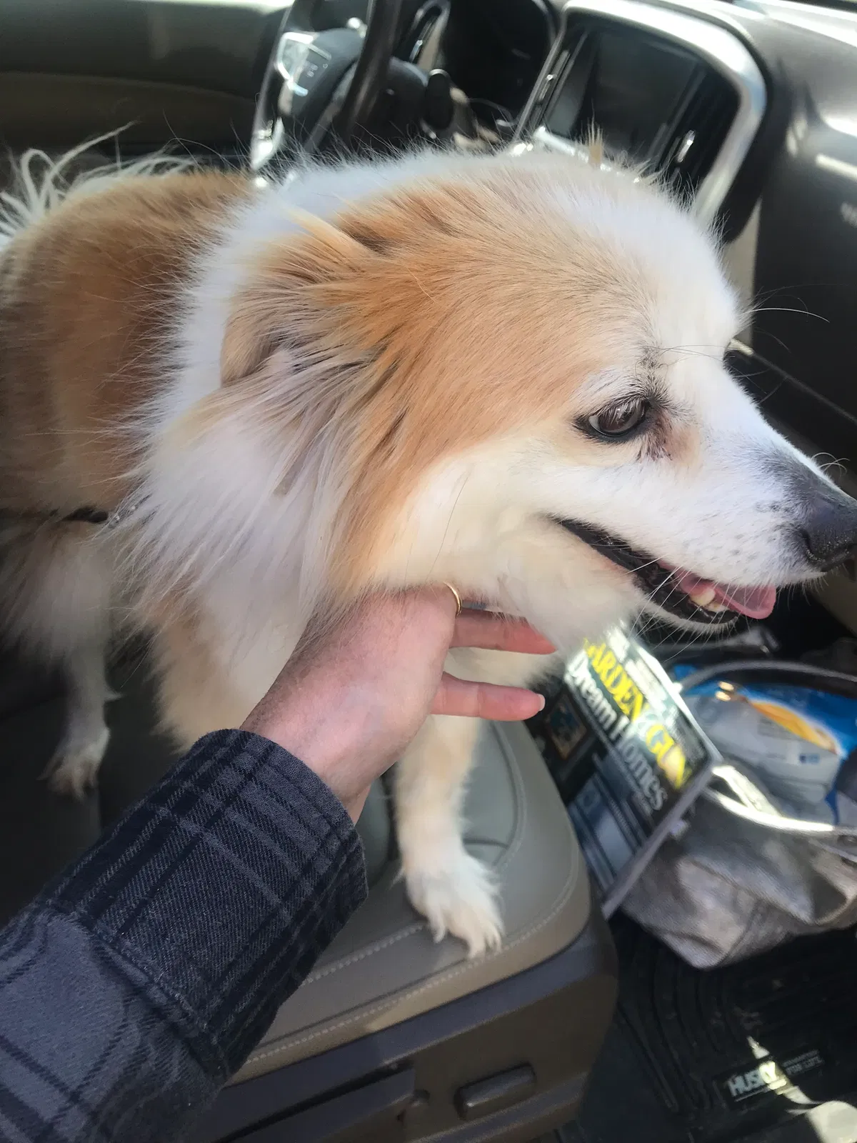 Lost dog in Beebe, AR, 72012