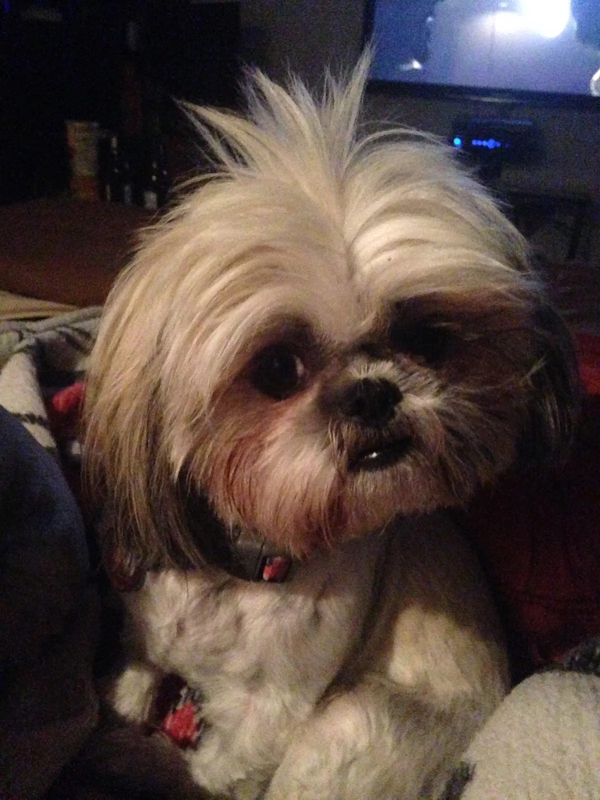 Lost dog in Rio Rancho, NM, 87144