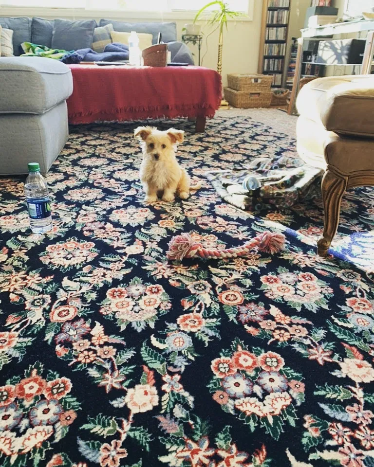 Lost dog in Bridgeport, CT, 6604