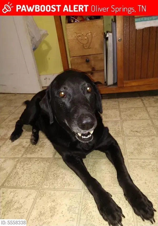 Lost dog in Oliver Springs, TN, 37840