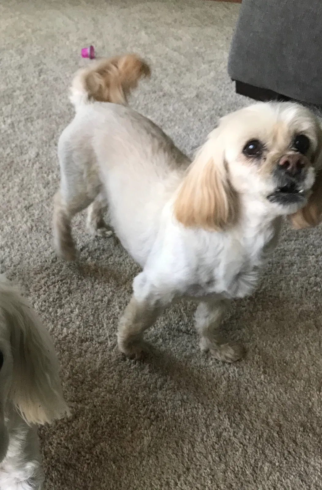Lost dog in Aurora, IL, 60506