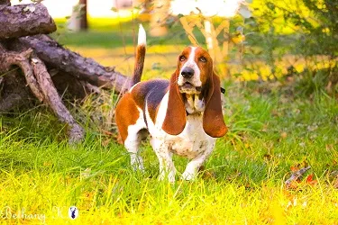 Lost dog in Strawberry Plains, TN, 37871