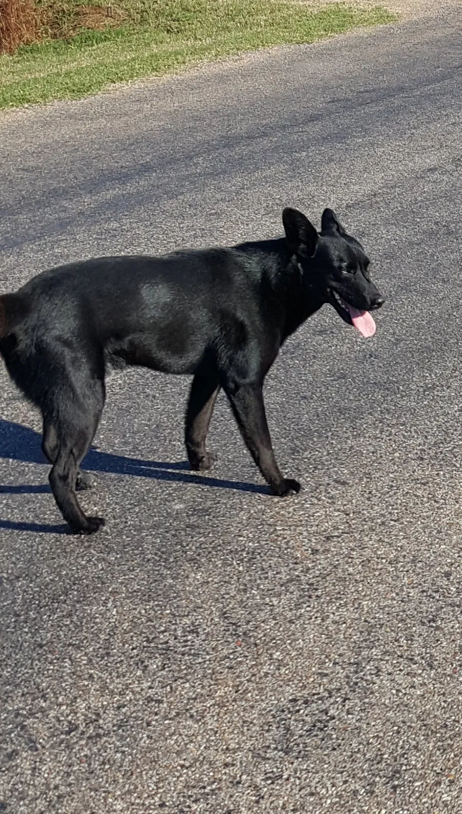 Lost dog in El Campo, TX, 77437