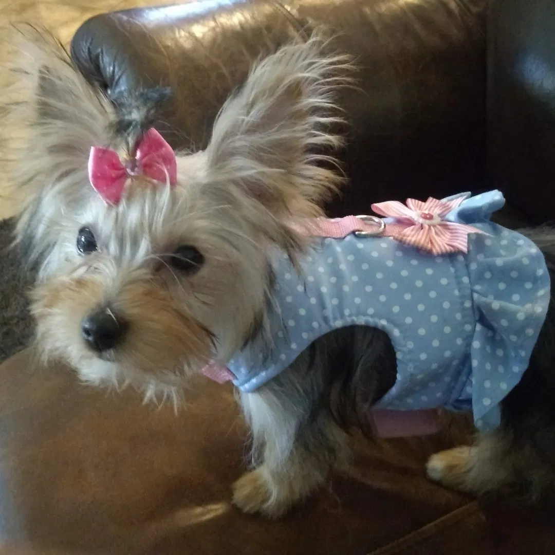 Lost dog in Modesto, CA, 95351