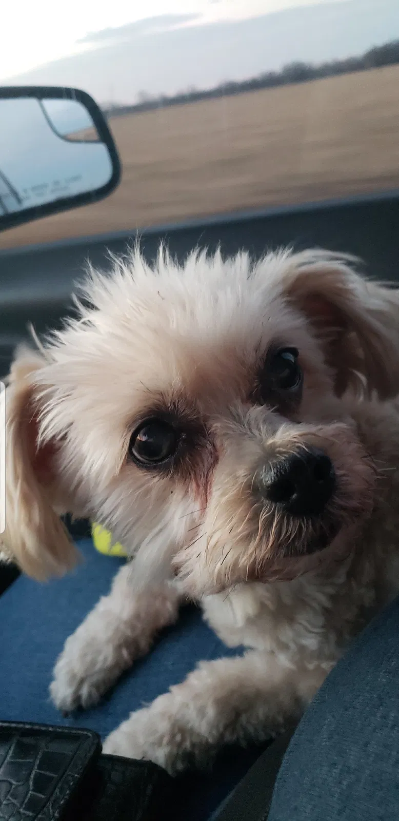 Lost dog in Wichita, KS, 67211