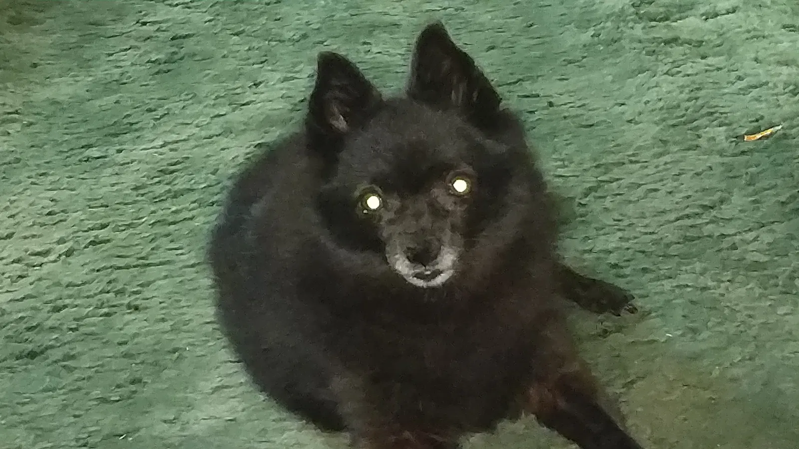 Lost dog in San Diego, CA, 92154