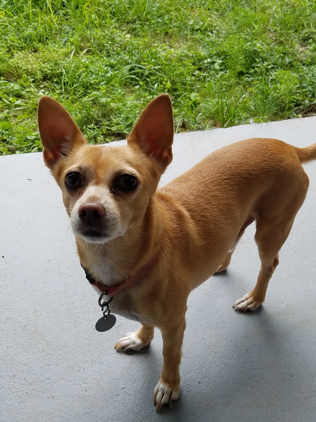 Lost dog in Daleville, AL, 36322
