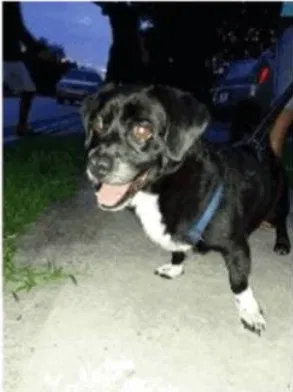 Lost dog in Lakeland, FL, 33810