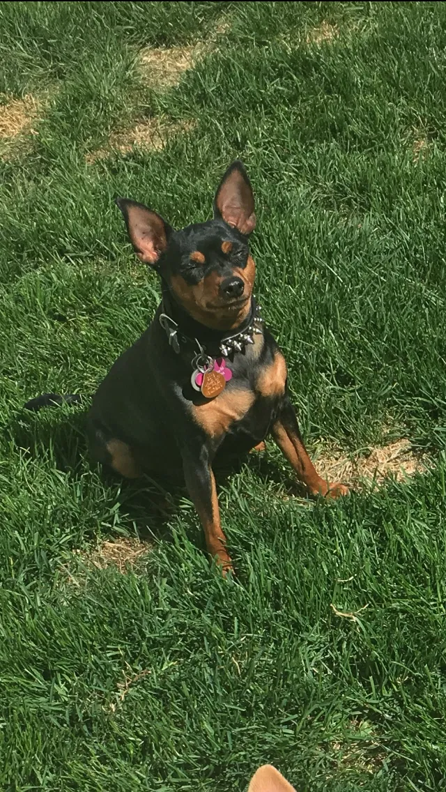 Lost dog in Fort Collins, CO, 80524