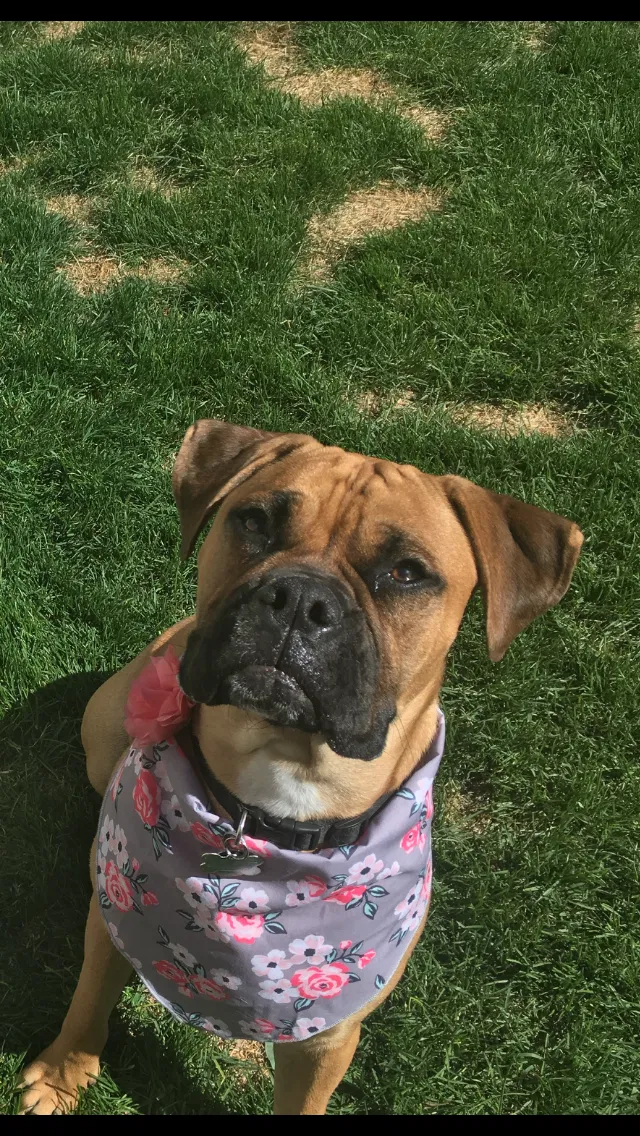 Lost dog in Fort Collins, CO, 80524