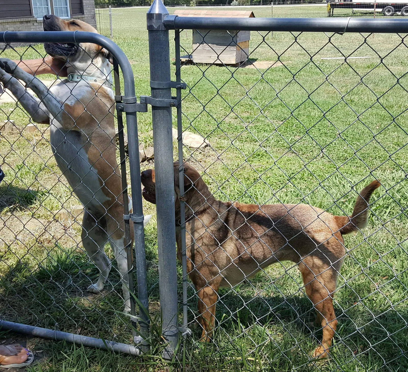 Lost dog in Inola, OK, 74036