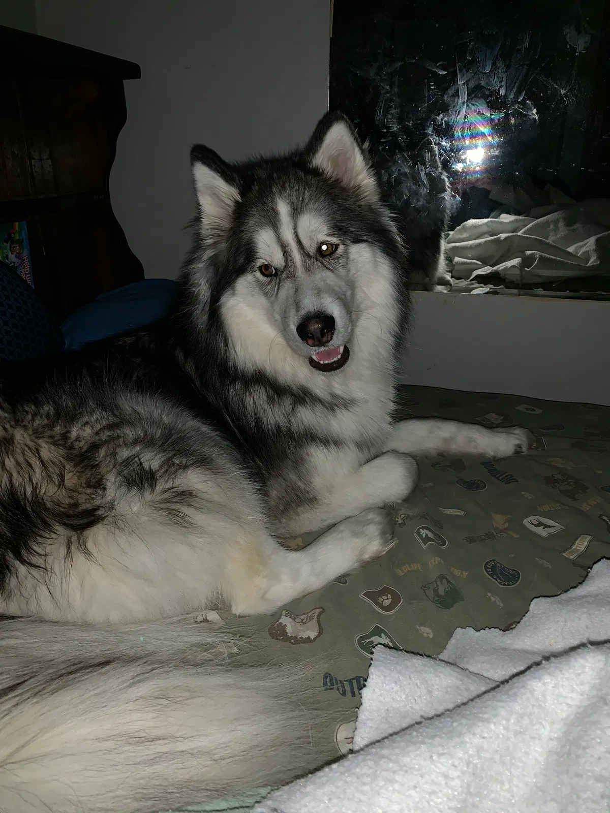 Lost dog in Ashland, NE, 68003