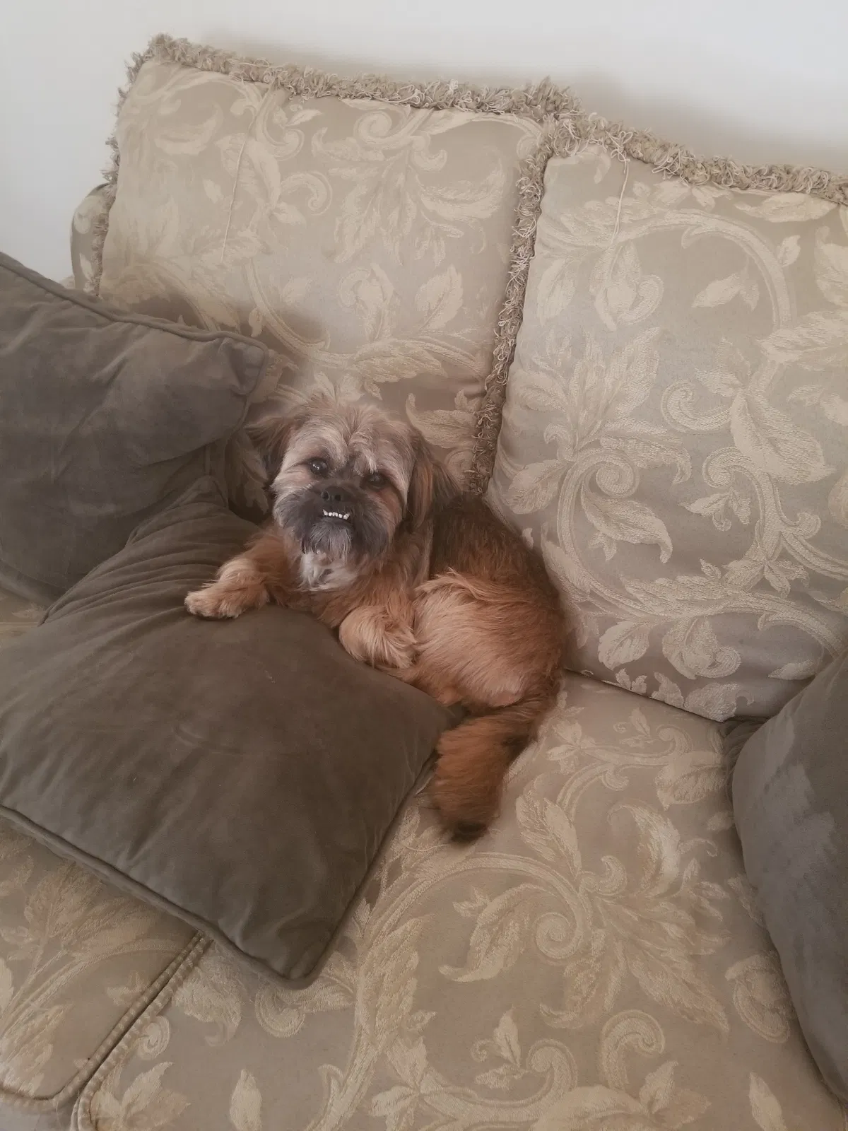 Lost dog in Dolton, IL, 60419