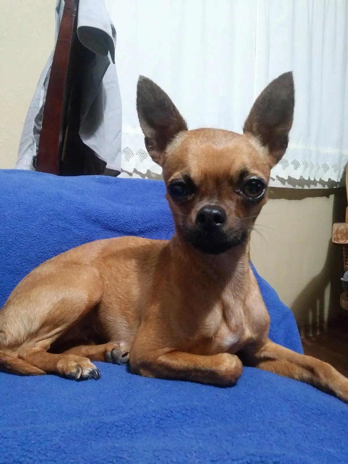 Lost dog in Puyallup, WA, 98371
