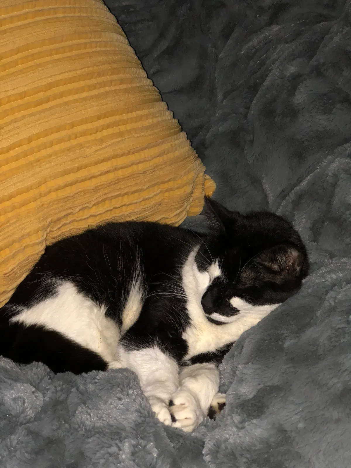 Lost cat in Spring, TX, 77389