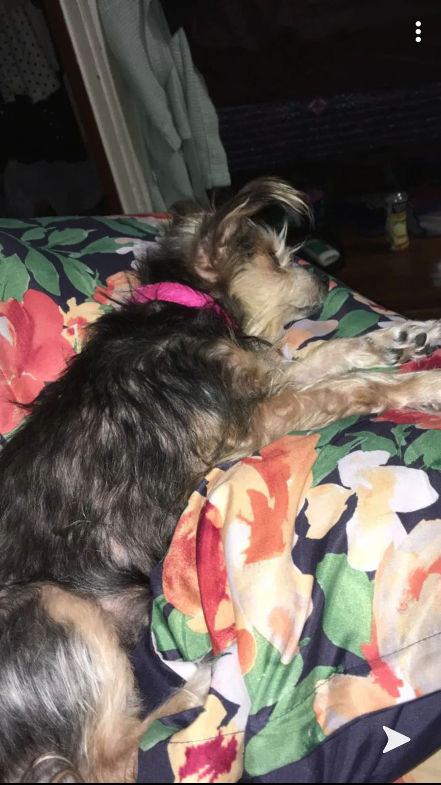 Lost dog in Griffin, IN, 47616