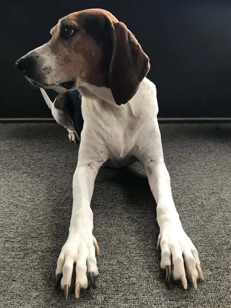 Lost dog in Monticello, FL, 32344