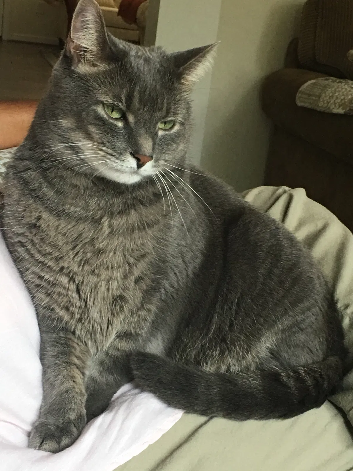 Lost cat in Moseley, VA, 23120