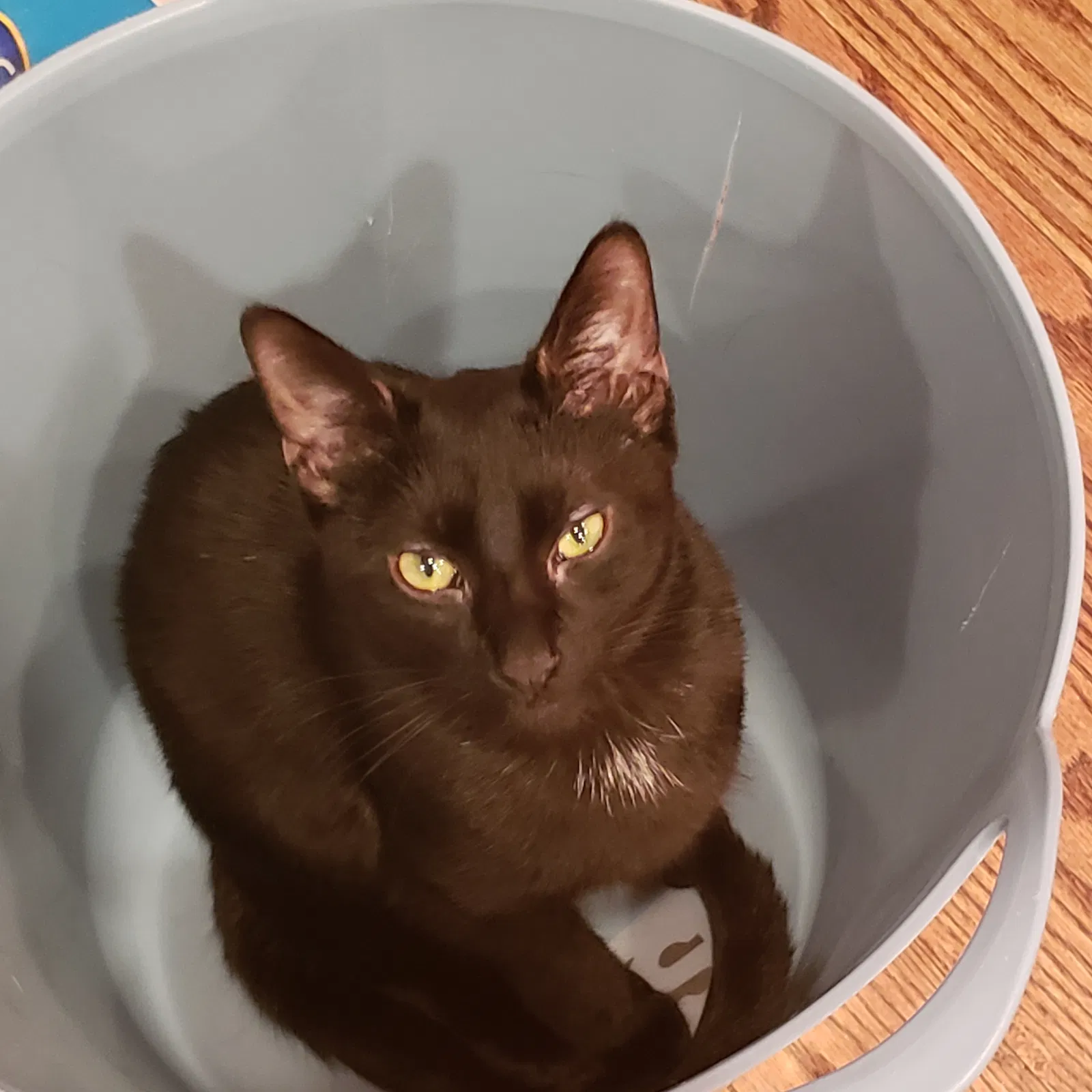 Lost cat in Bronx, NY, 10454