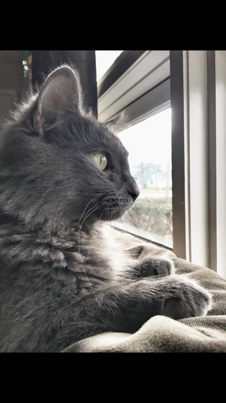 Lost cat in Niles, MI, 49120