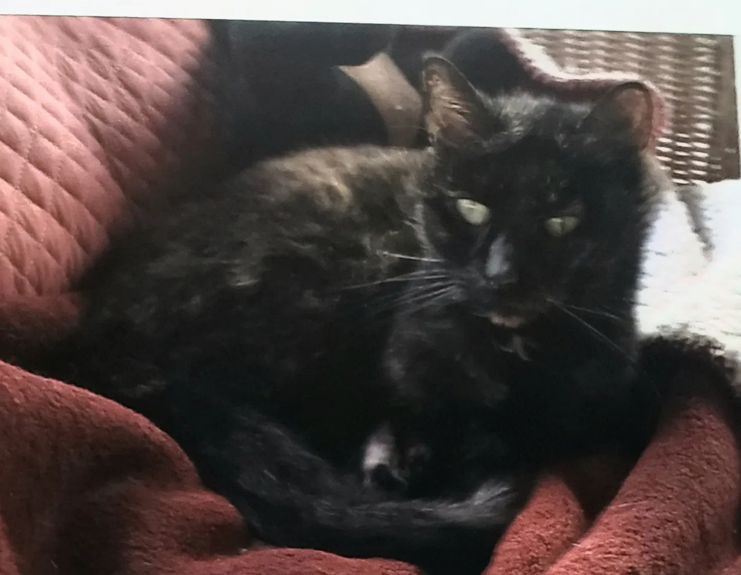 Lost cat in Norristown, PA, 19403