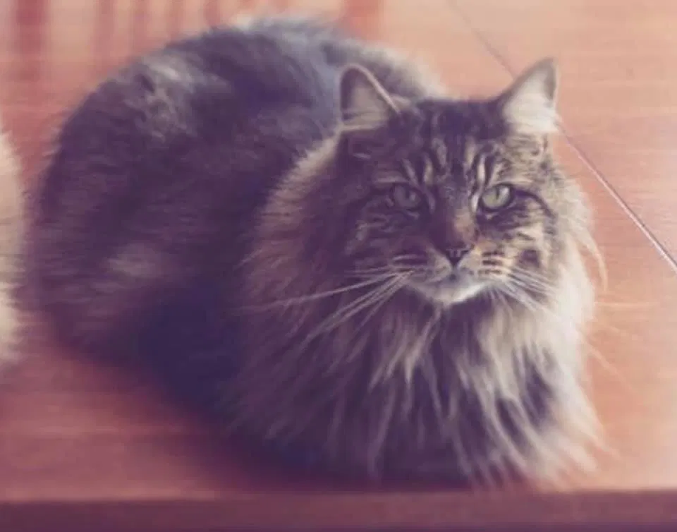 Lost cat in Kennesaw, GA, 30144