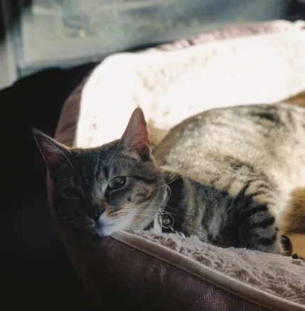 Lost cat in Monroeville, NJ, 8343