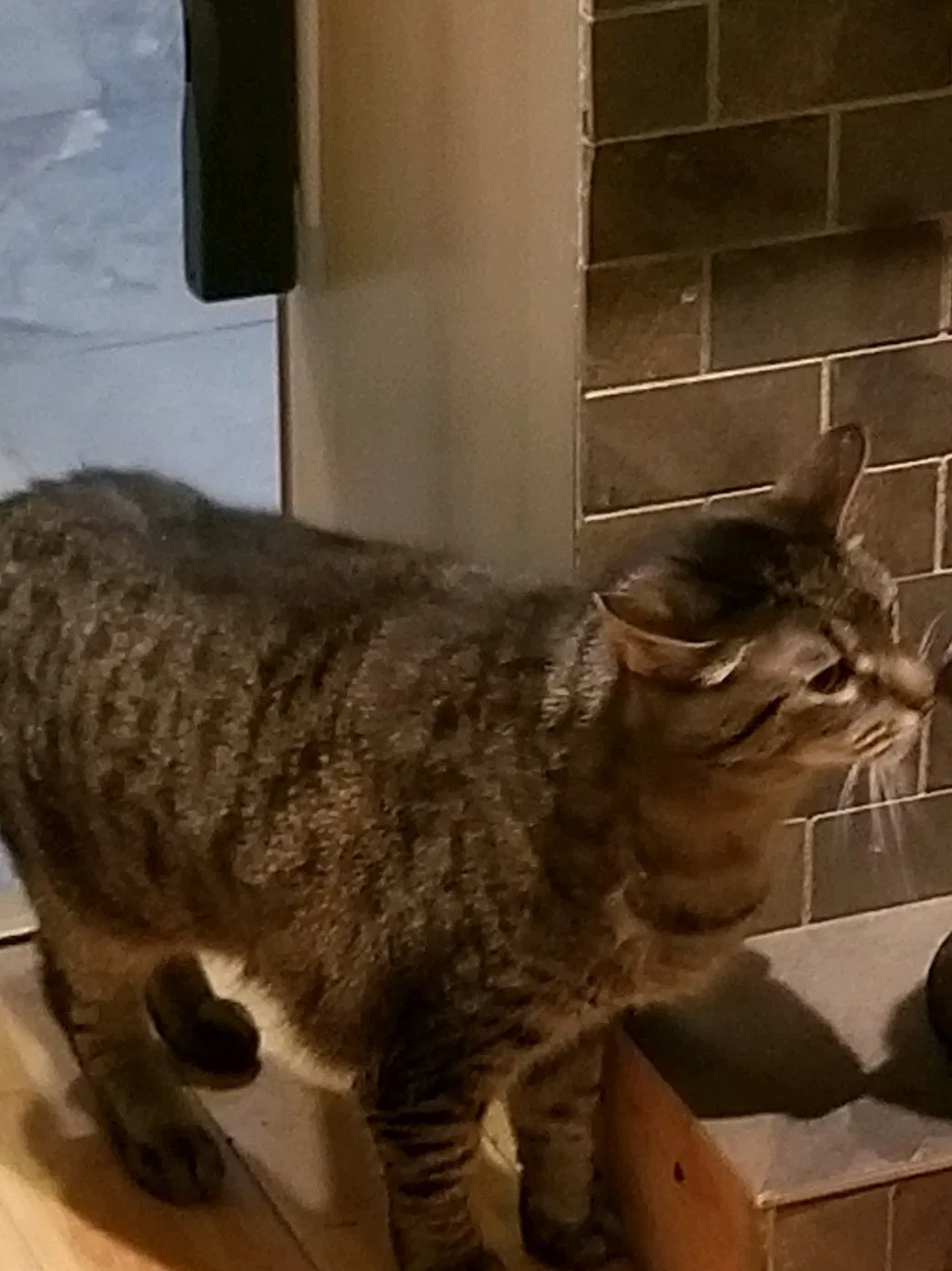 Lost cat in Northville, MI, 48167